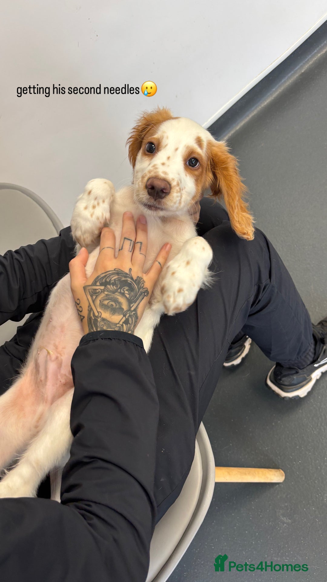 Cocker Spaniel dogs for sale: Marley cocker spaniel - Image 8