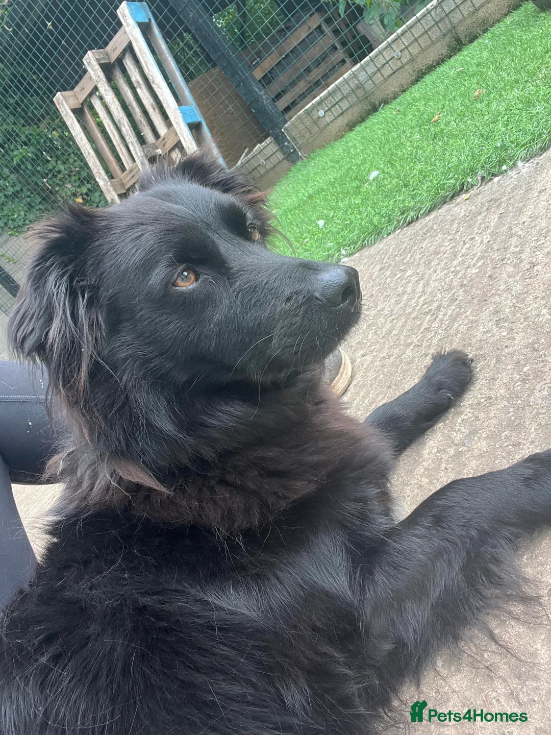 Mixed Breed dogs for adoption: Meet Georgie, currently residing in Cheshire  in Nantwich - Advert 22