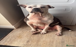 Mixed Breed dogs for sale: Female dog for sale - Image 1