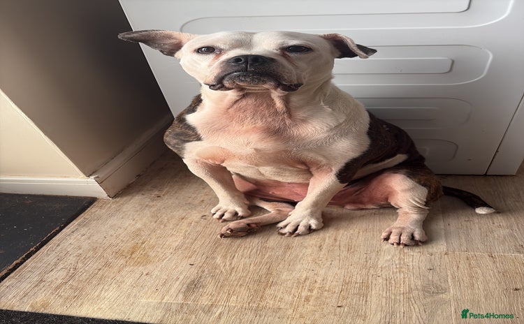 Mixed Breed dogs - Advert 1