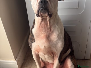 Mixed Breed dogs - Advert 1