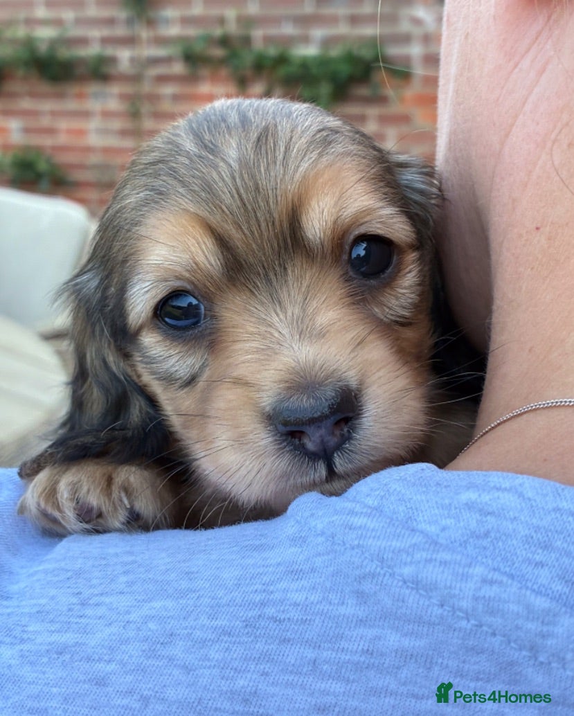 Miniature Dachshund dogs Shaded cream Mini Longhaired Dachshund  - Advert 6