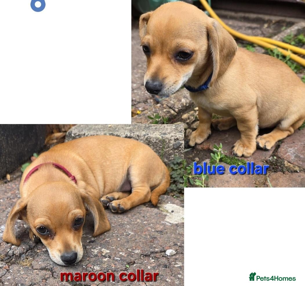 Chiweenie dogs LAST 2 Minature Daschund and Chihuahua Mix - Advert 12