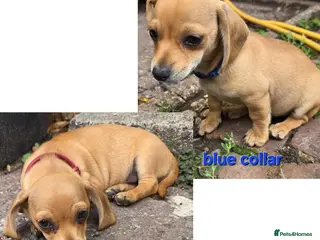 Chiweenie dogs LAST 2 Minature Daschund and Chihuahua Mix - Advert 1