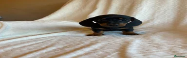 Miniature Dachshund 3