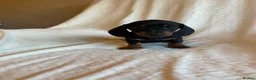 Miniature Dachshund dogs for sale: Miniture Dachsund Puppies ready now - Advert 7