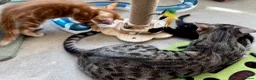 Mixed Breed cats for sale: Amiable bengal&tabby mixed kittens - Advert 12