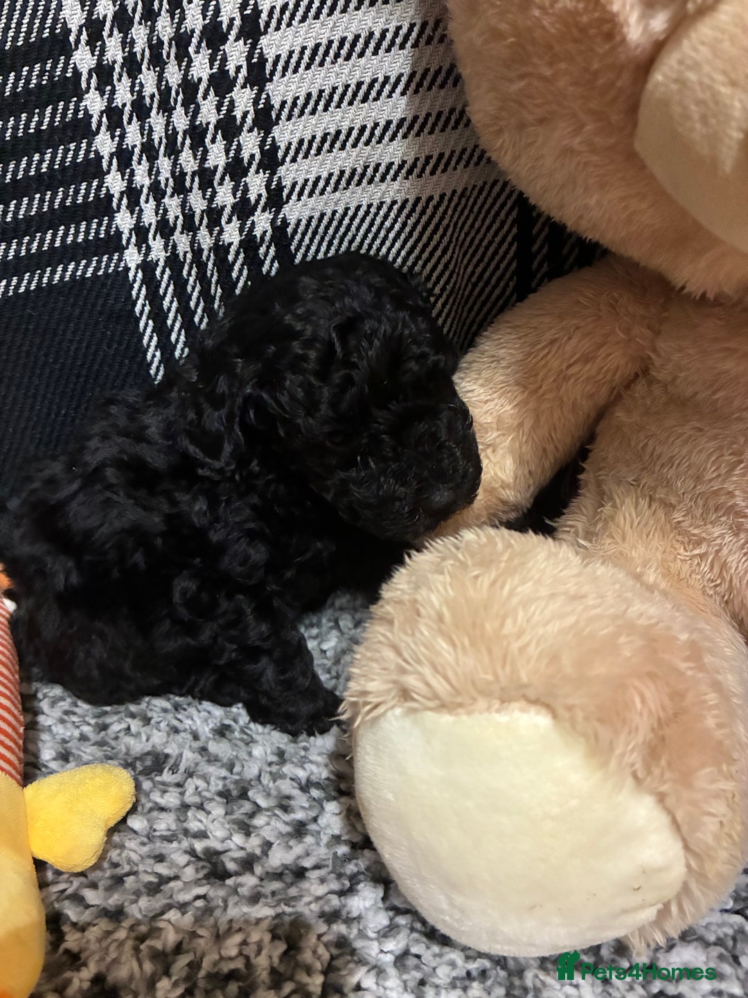 Miniature Poodle dogs for sale: miniature poodles  - Advert 39
