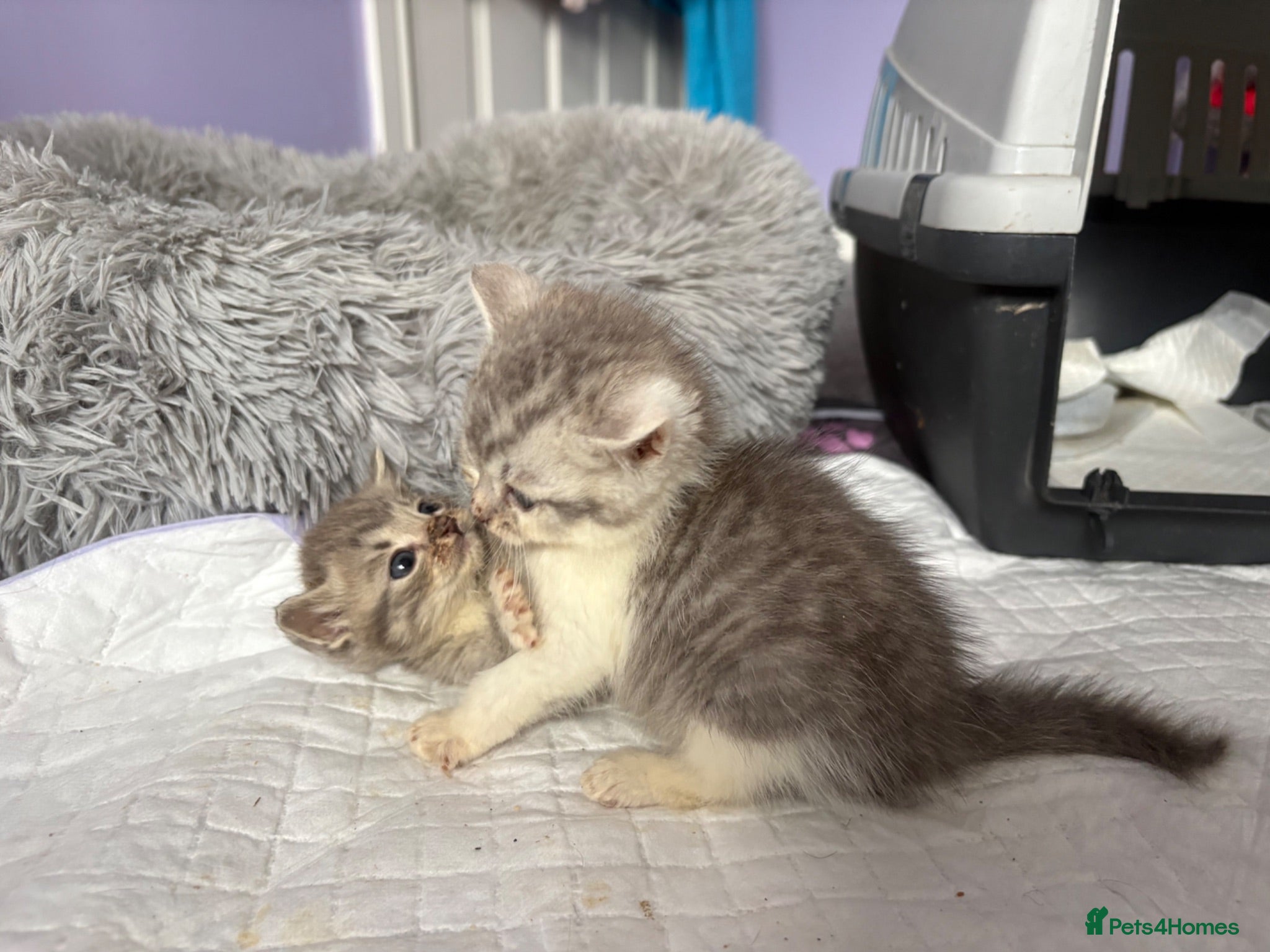 Mixed Breed cats READY Silver Tabby Exotic Kittens For Sale - Advert 8