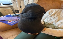Cocker Spaniel dogs for sale: Cracking Cocker Spaniels  - Image 15