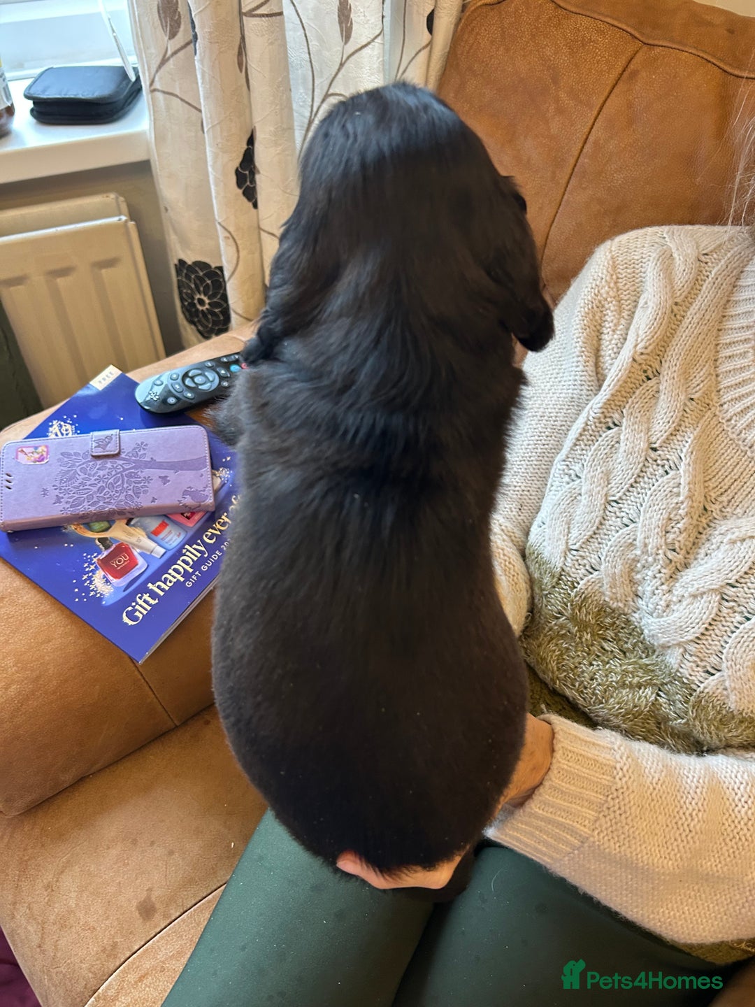 Cocker Spaniel dogs for sale: Cracking Cocker Spaniels  - Image 15