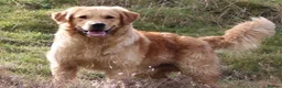 Golden Retriever dogs for sale: KC Golden Retriever Puppies - Advert 27