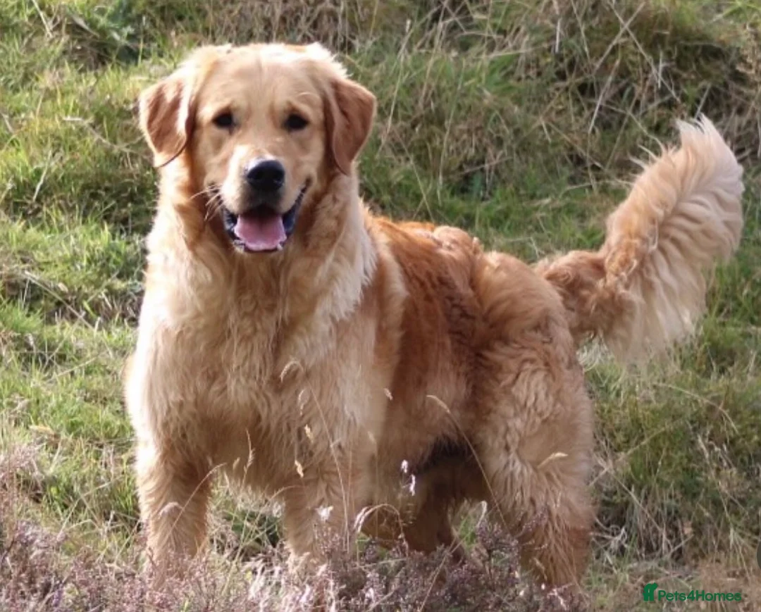Golden Retriever dogs for sale: KC Golden Retriever Puppies - Advert 27