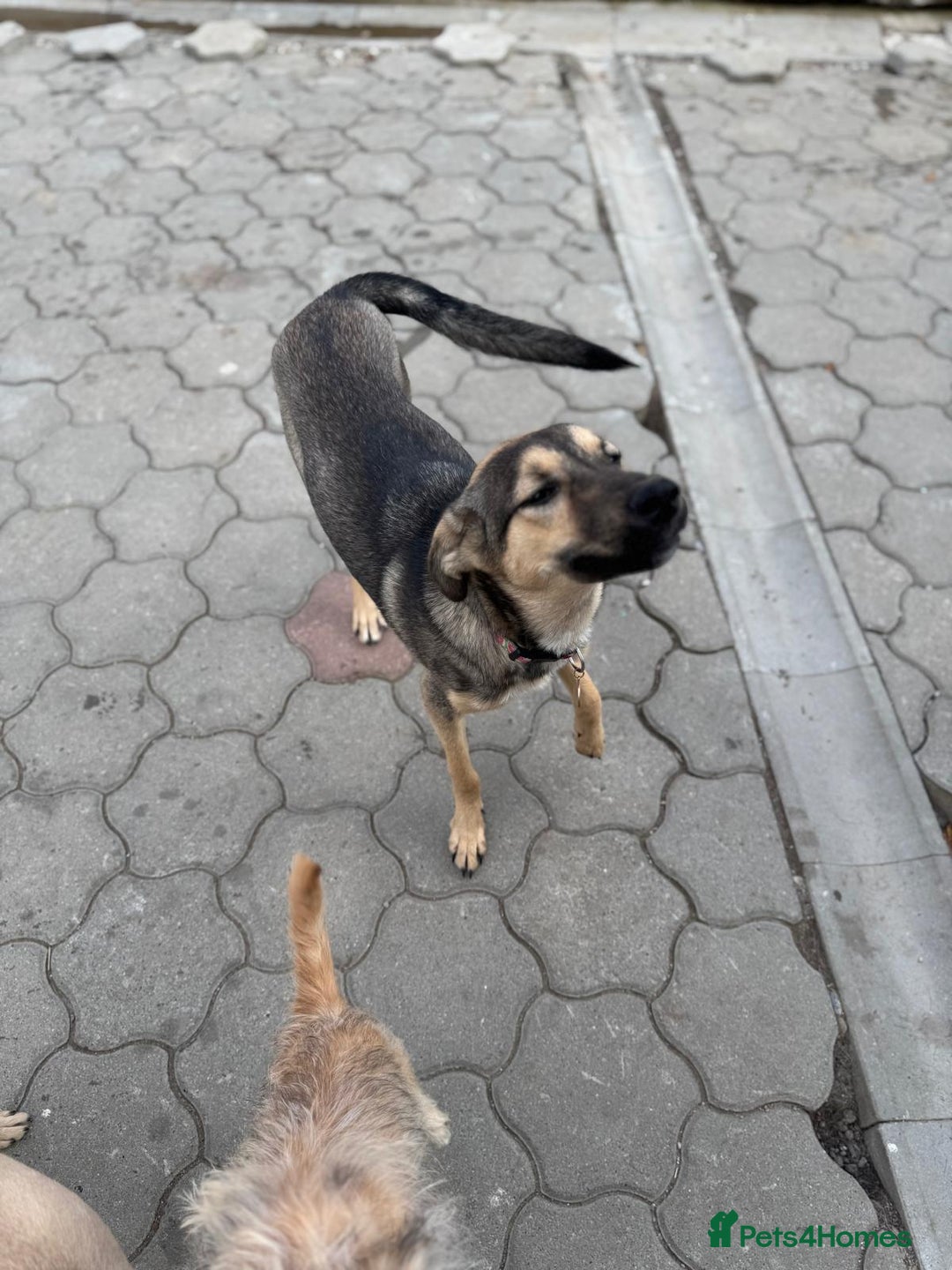 Mixed Breed dogs for adoption: MOCHI – a Superb young Girl for a Loving Home - Advert 9