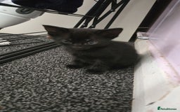 Mixed Breed cats for sale: 🐈‍⬛🐈4x kittens for sale 🐈‍⬛🐈 - Image 4