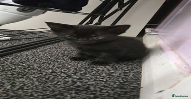 Mixed Breed cats - Advert 9