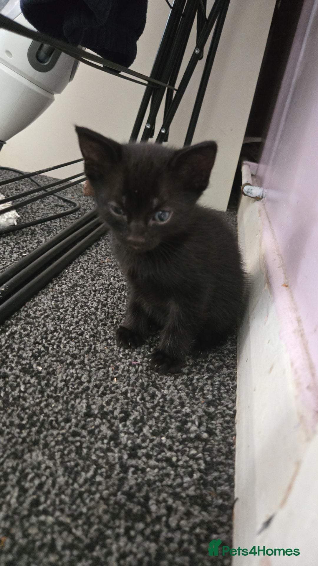 Mixed Breed cats for sale: 🐈‍⬛🐈4x kittens for sale 🐈‍⬛🐈 - Image 4