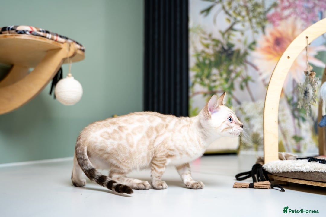 Bengal cats for sale: SNOW LYNX PURE BENGAL BOY-Frankie-Top Personality - Advert 27