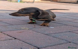 Dachshund dogs for sale: Dachshund puppies - Image 7