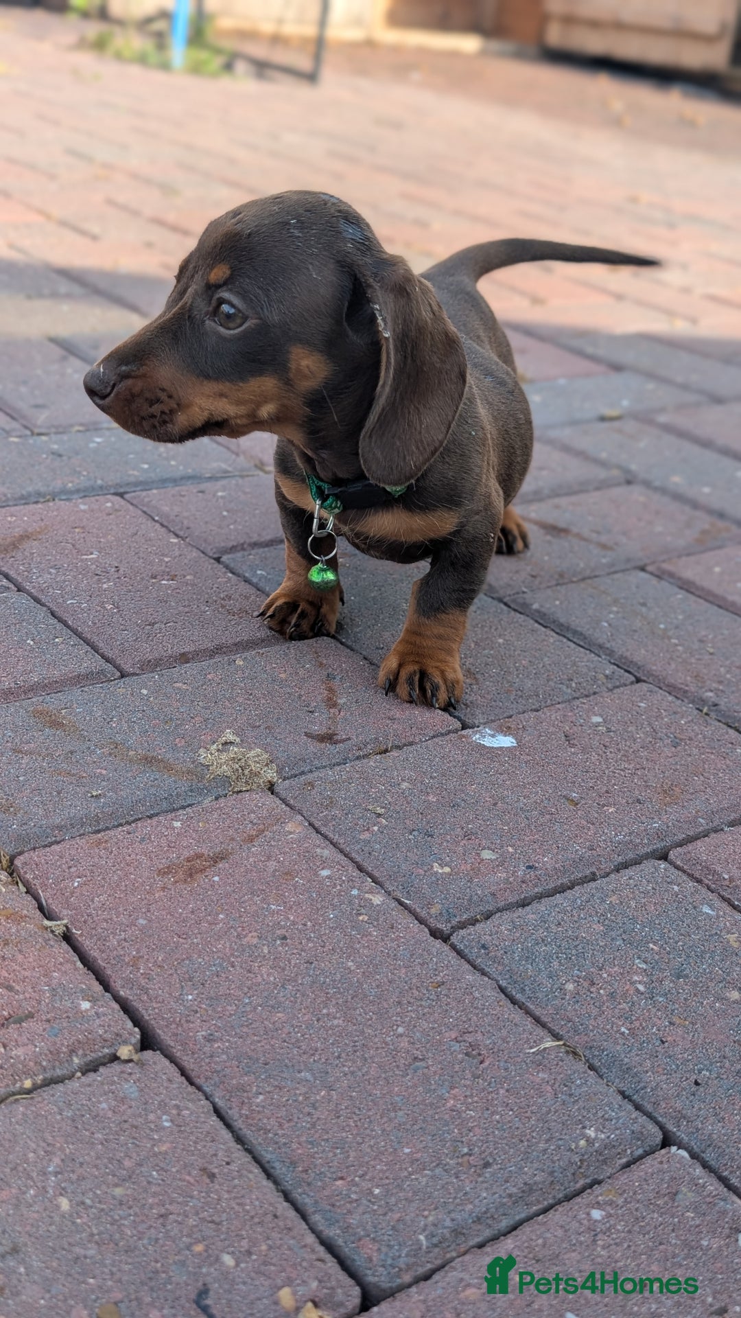 Dachshund dogs for sale: Dachshund puppies - Image 7