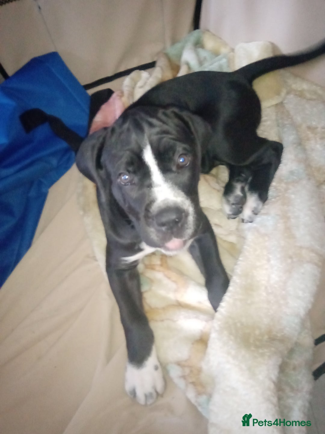 Cane Corso dogs for sale: Cane Corso female puppy - Image 4