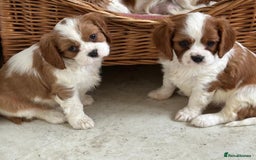 Cavalier King Charles Spaniel dogs for sale: Beautiful cavalier King Charles puppy’s  - Advert 4
