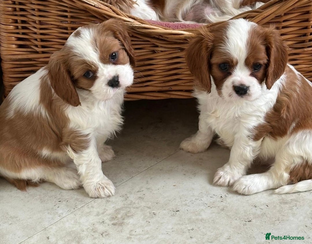 Cavalier King Charles Spaniel dogs for sale: Beautiful cavalier King Charles puppy’s  - Advert 4