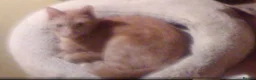 British Shorthair cats for sale: Ginger British Shorthair kittens  - Advert 8