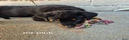 Rottweiler dogs for sale: Rottweiler puppies  in Nottingham - Advert 8