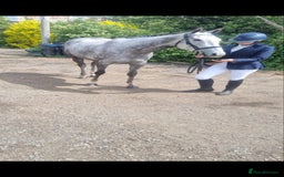 Irish Thoroughbred horses for sale: Stunning Thoroughbred Mare,  - Advert 7