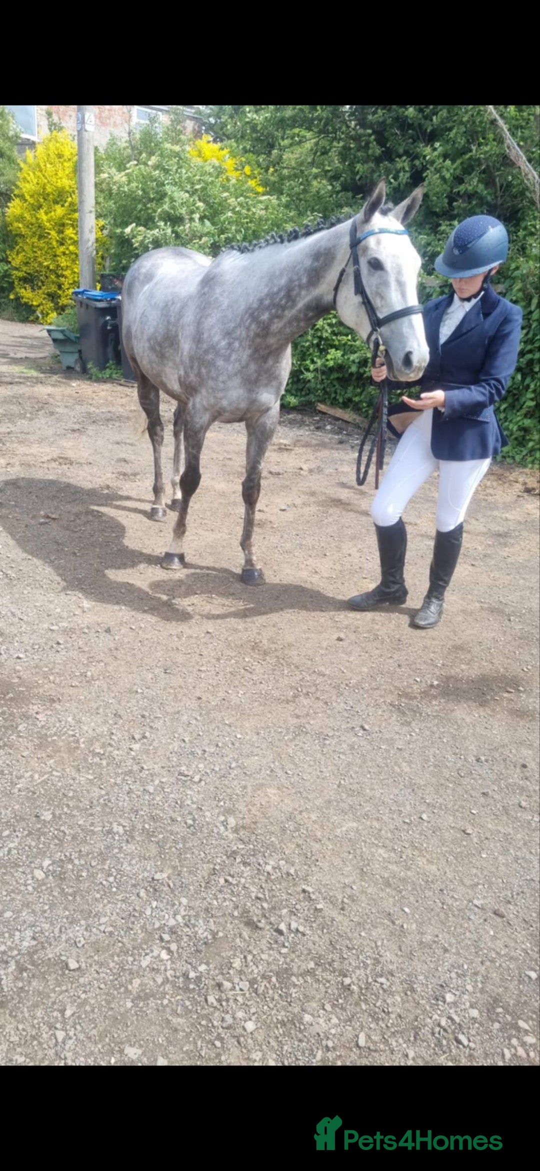 Irish Thoroughbred horses for sale: Stunning Thoroughbred Mare,  - Advert 7