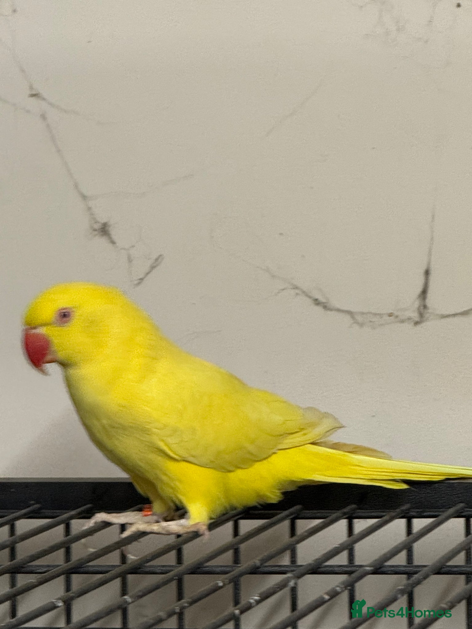 Ringnecks birds For sale  - Advert 3