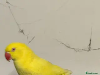 Ringnecks birds For sale - Advert 3