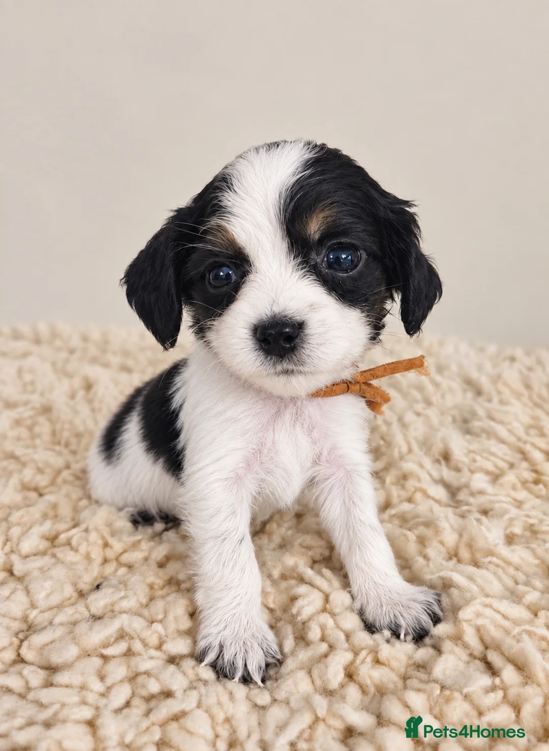 Cocker Spaniel dogs for sale: Kc/health tested boys  - Advert 2