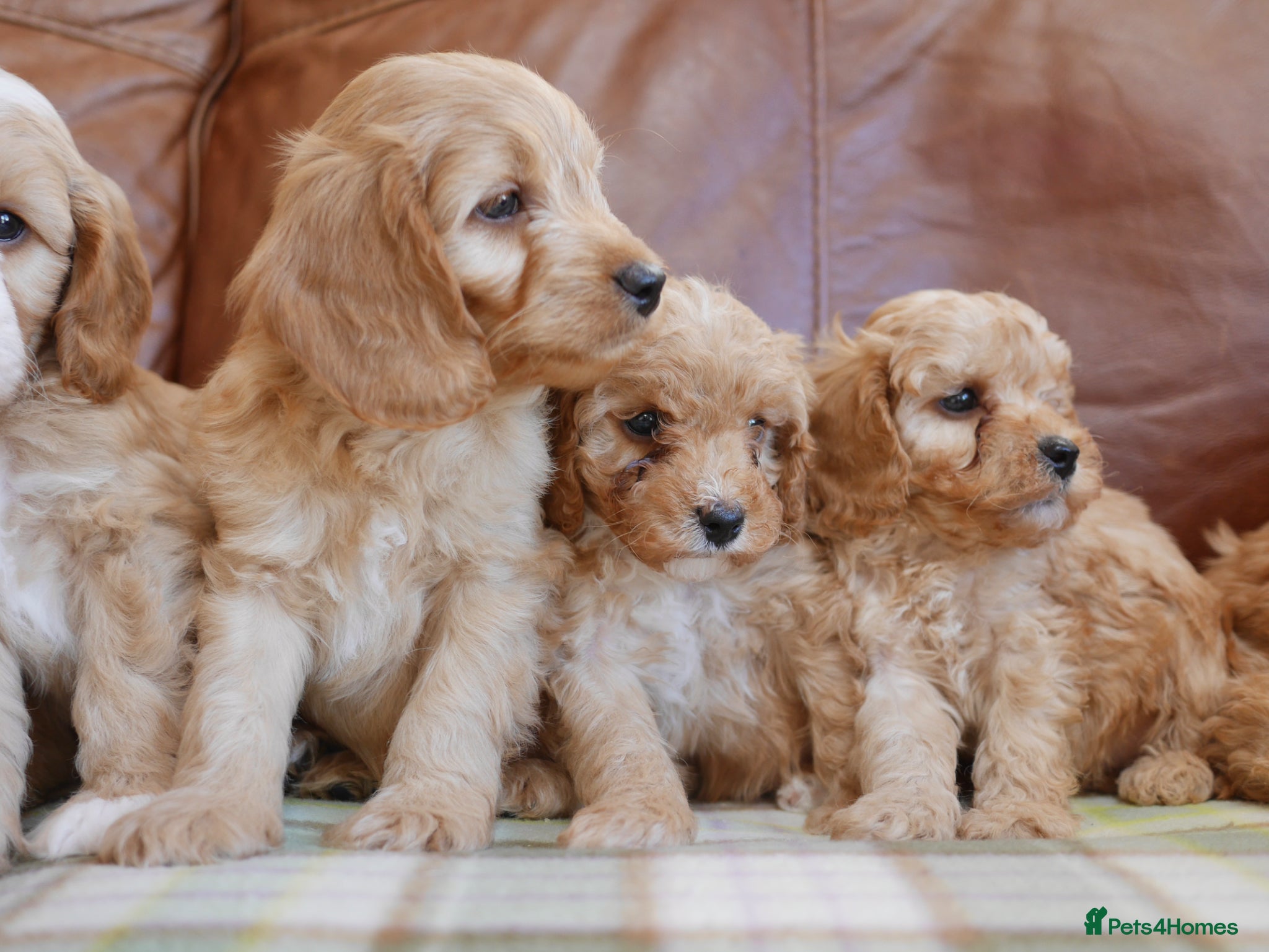 Cavapoo dogs Stunning Health Tested F1b Miniature Cavapoos - Advert 2
