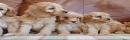 Cavapoo dogs for sale: Stunning Health Tested F1b Miniature Cavapoos - Advert 2