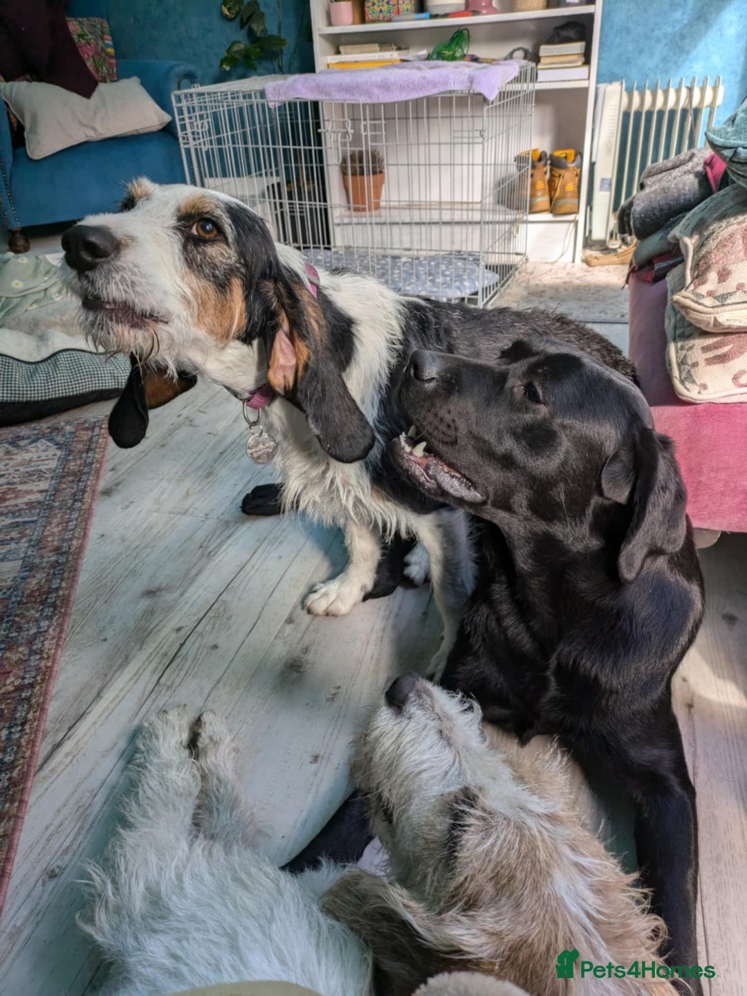 Mixed Breed dogs for adoption: Bonny - beautiful Griffon for adoption - Image 15
