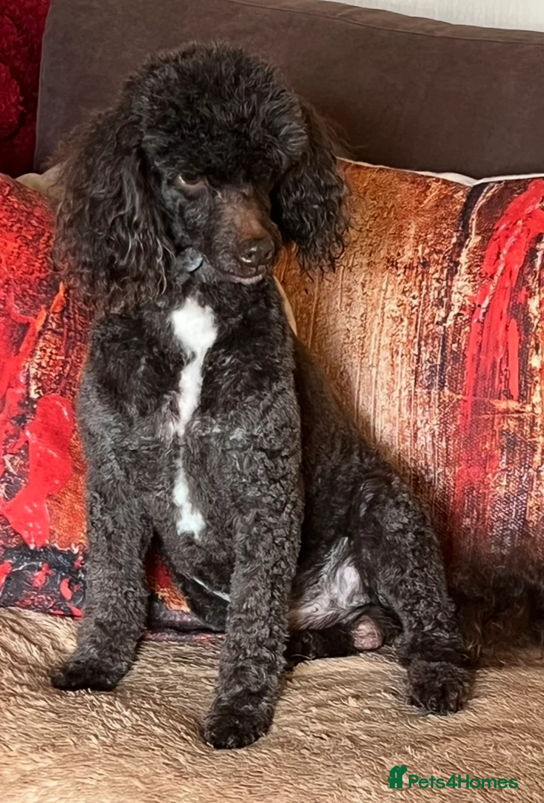 Miniature Poodle dogs for stud: Miniture Poodle for stud - SHORT NOTICE AVAILABLE in Coalville - Advert 10