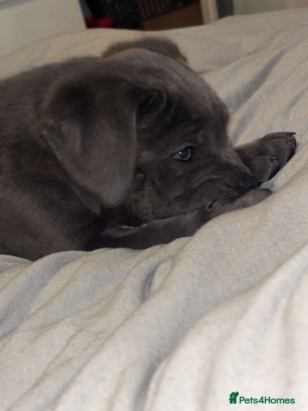 Cane Corso dogs for sale: One Blue Boy Cane Corso puppy 🐶💙 - Advert 5