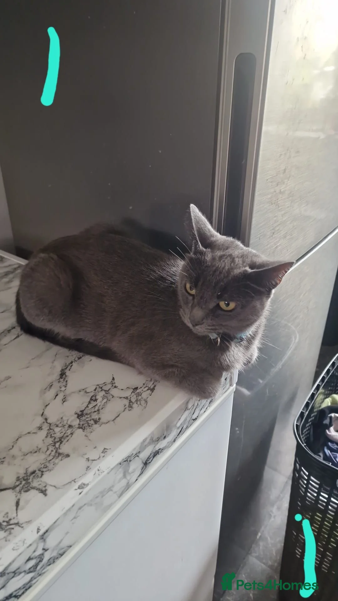 Mixed Breed cats for sale: 4 cats for sale - Advert 1