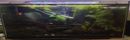 Other/Mixed Breed fish for sale: Entire established tank with everything  - Advert 6