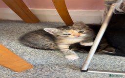 Persian cats for sale: 2 loving Persian Kittens for sale  - Image 12