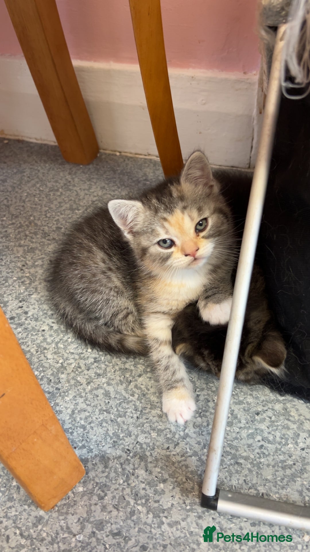Persian cats for sale: 2 loving Persian Kittens for sale  - Image 12