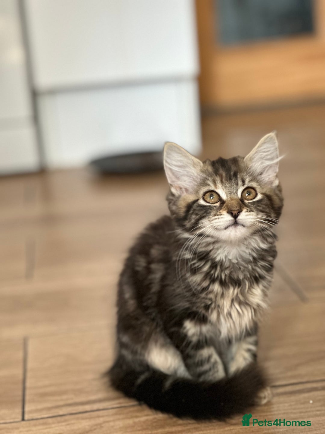Mixed Breed cats for sale: Your forever pet for their forever home🥰 - Image 8