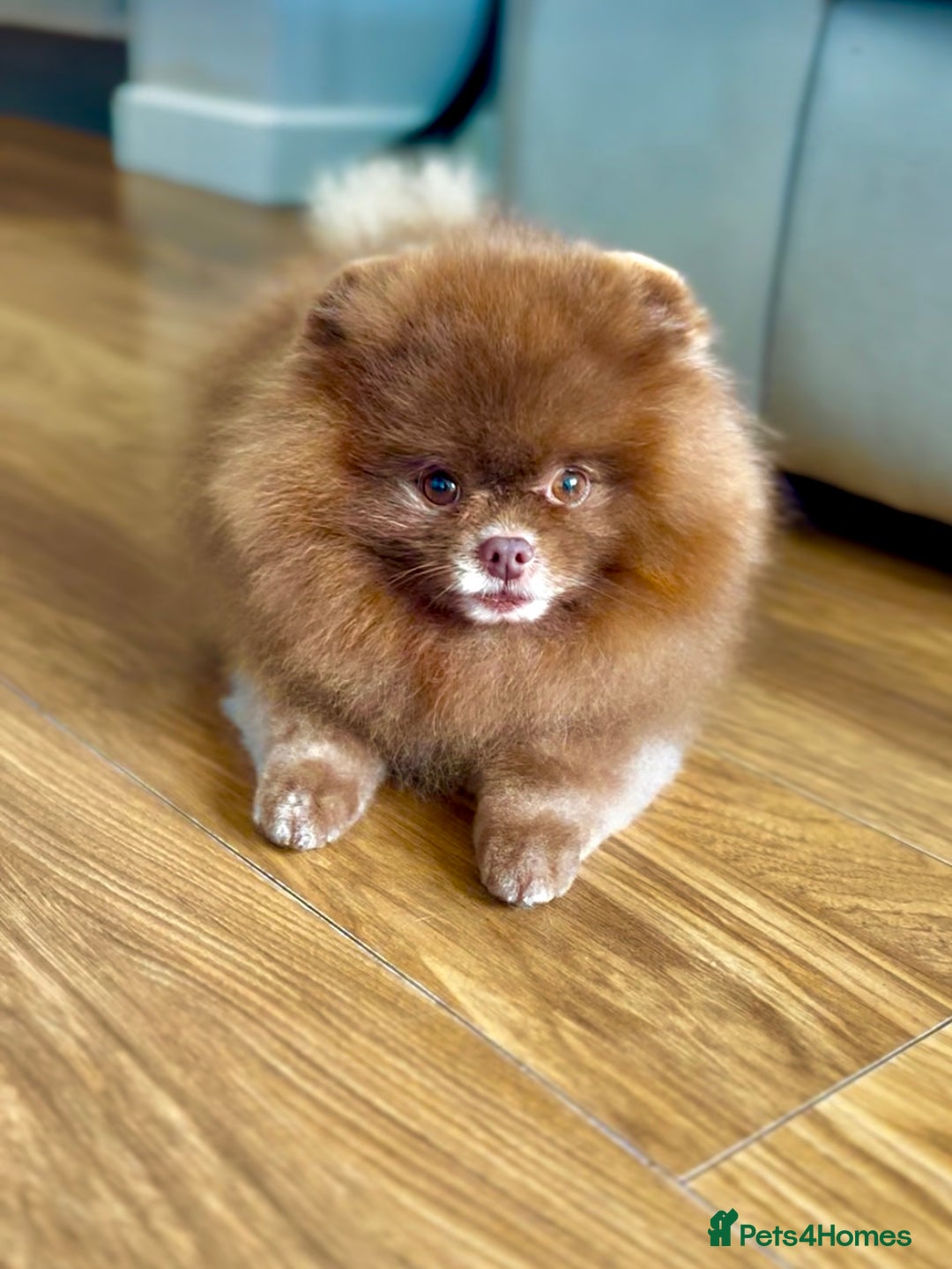 Pomeranian dogs for stud: 1.8kg Tiny Choco Carry Tan Blue Lilac DNA tested in Rotherham - Advert 2