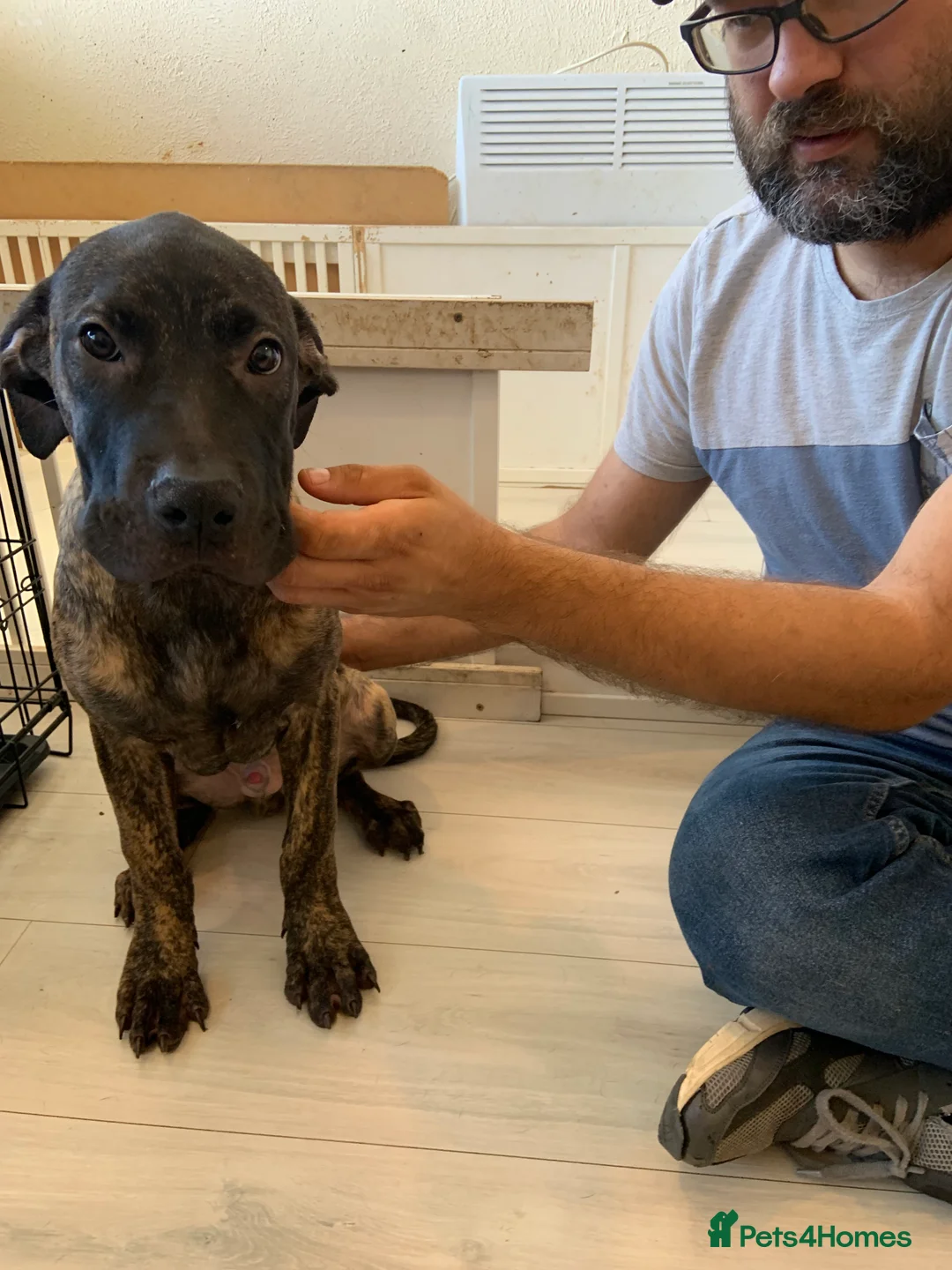 Mixed Breed dogs for sale: Cane corso cross staffs in Birmingham - Advert 6