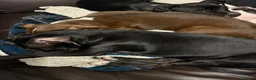 Mixed Breed dogs for sale: 19week old mixed breed  - Advert 3