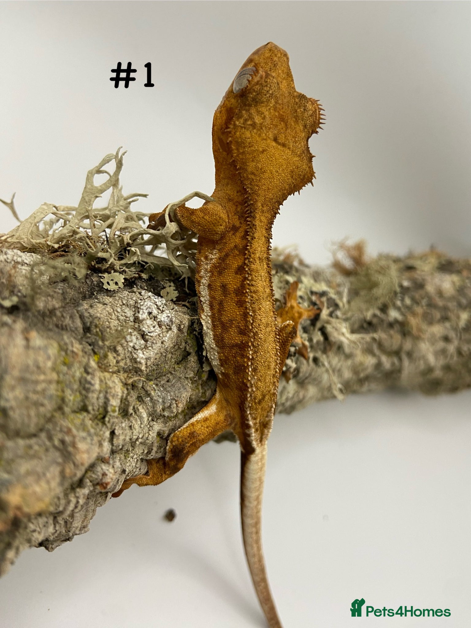 Gecko reptiles Adult + Juvenile Crested Geckos inc. Lilly Whites - Advert 1