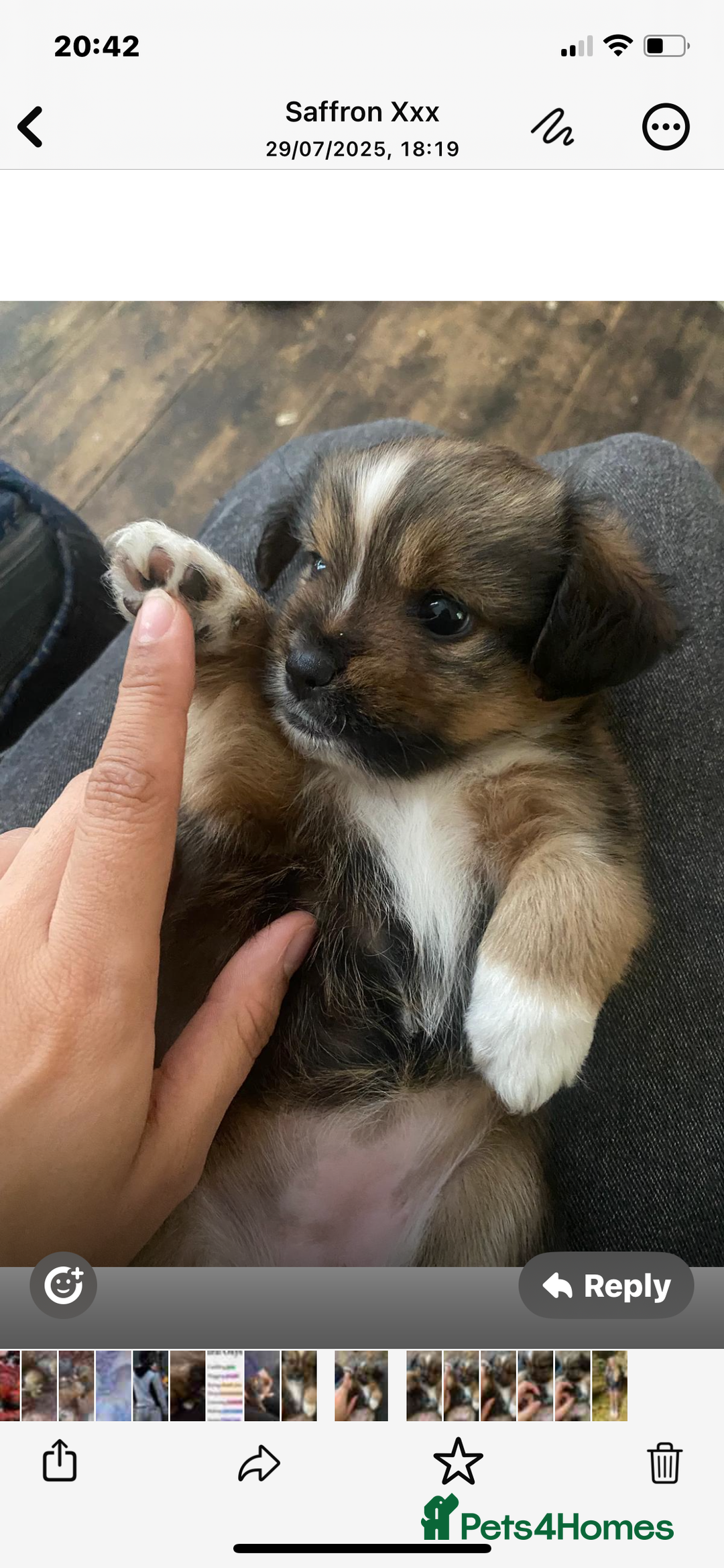 Mixed Breed dogs for sale: Lhasa Apso/ Jackhuahua puppies  - Image 17