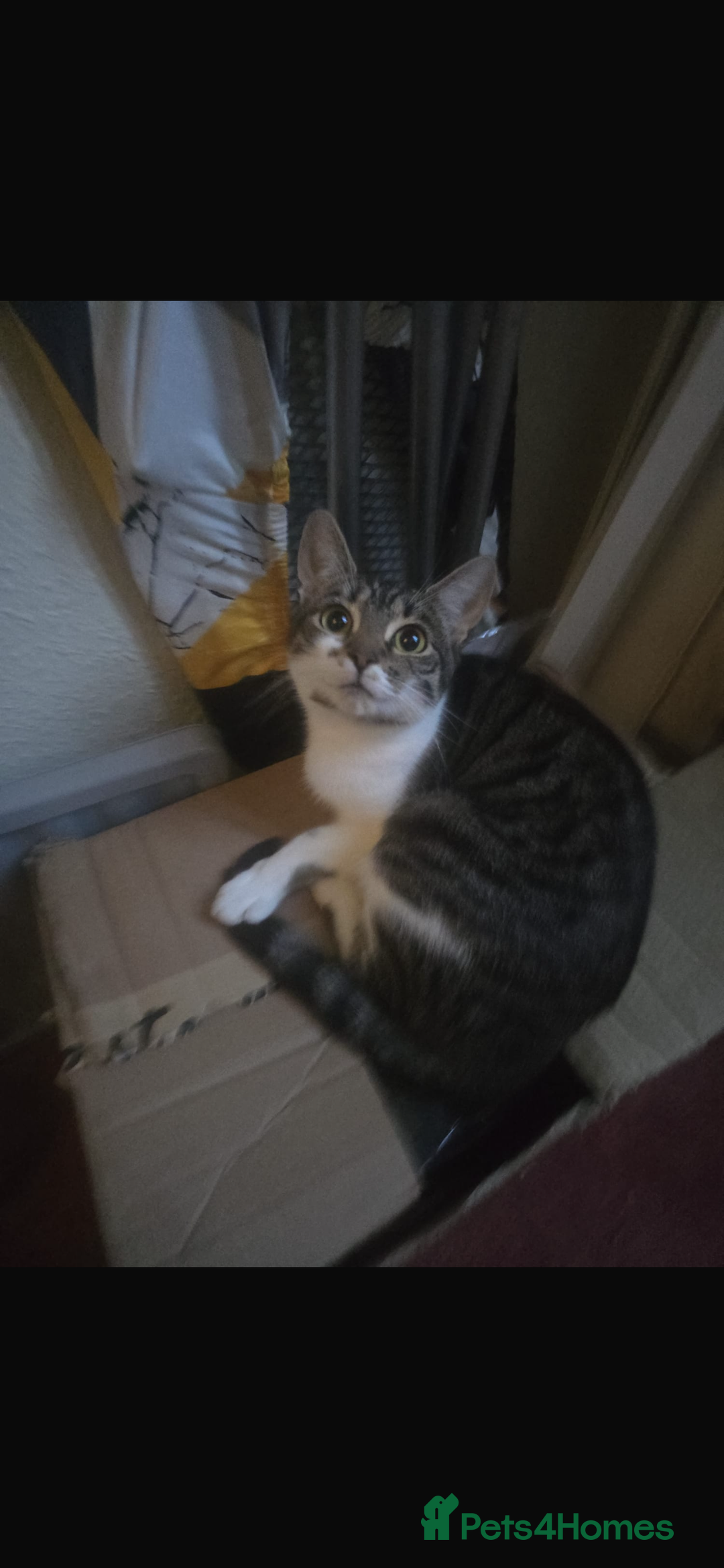 British Shorthair cats for sale: Beautiful cat - Advert 3